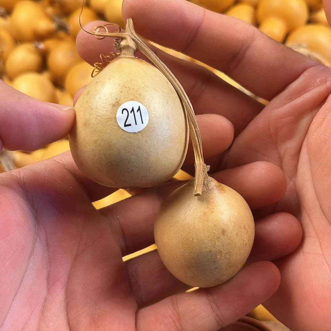 一葫芦葫芦葫芦211