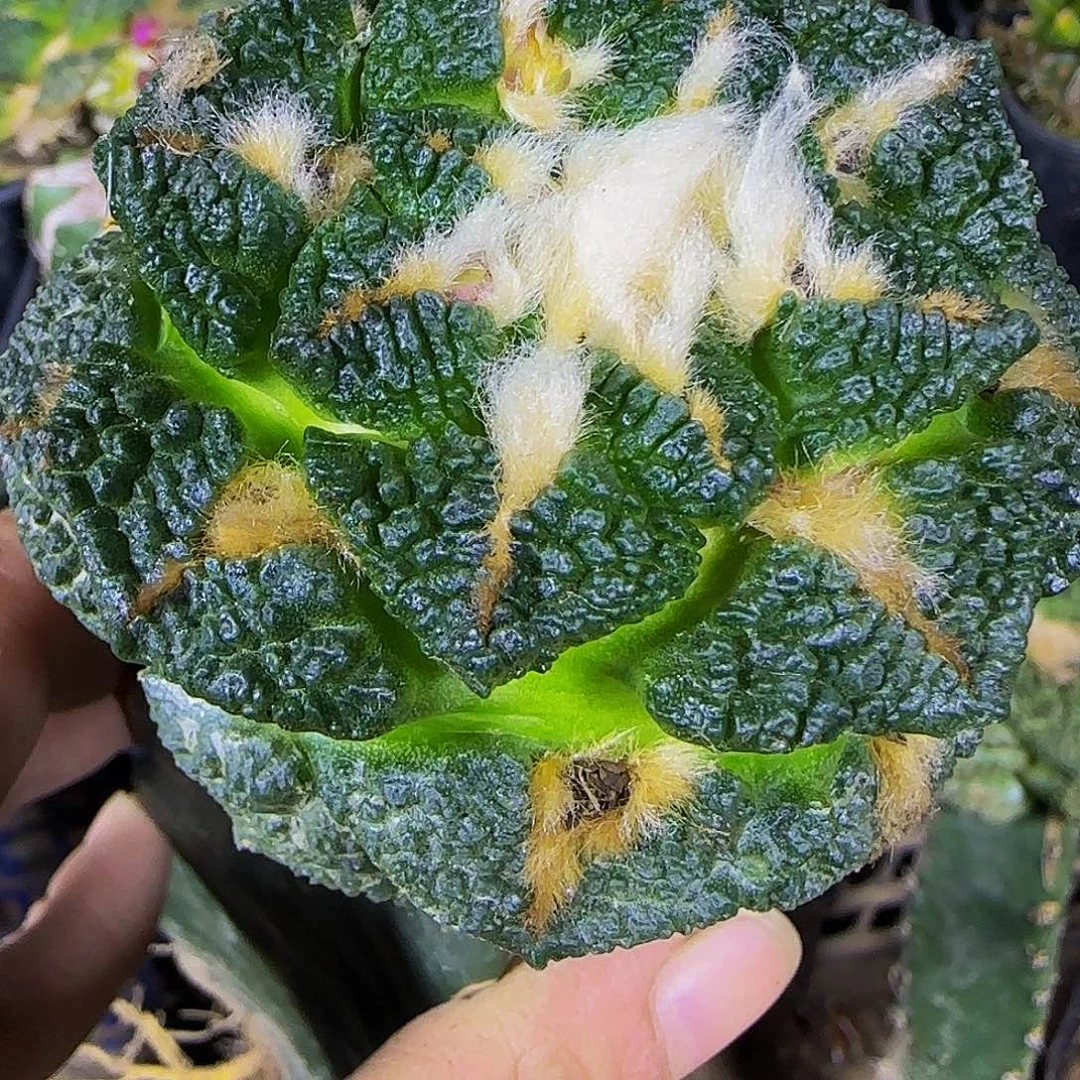 龟甲牡丹385仙人球