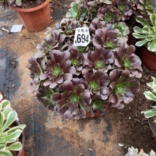 694荷兰玫瑰不包断枝