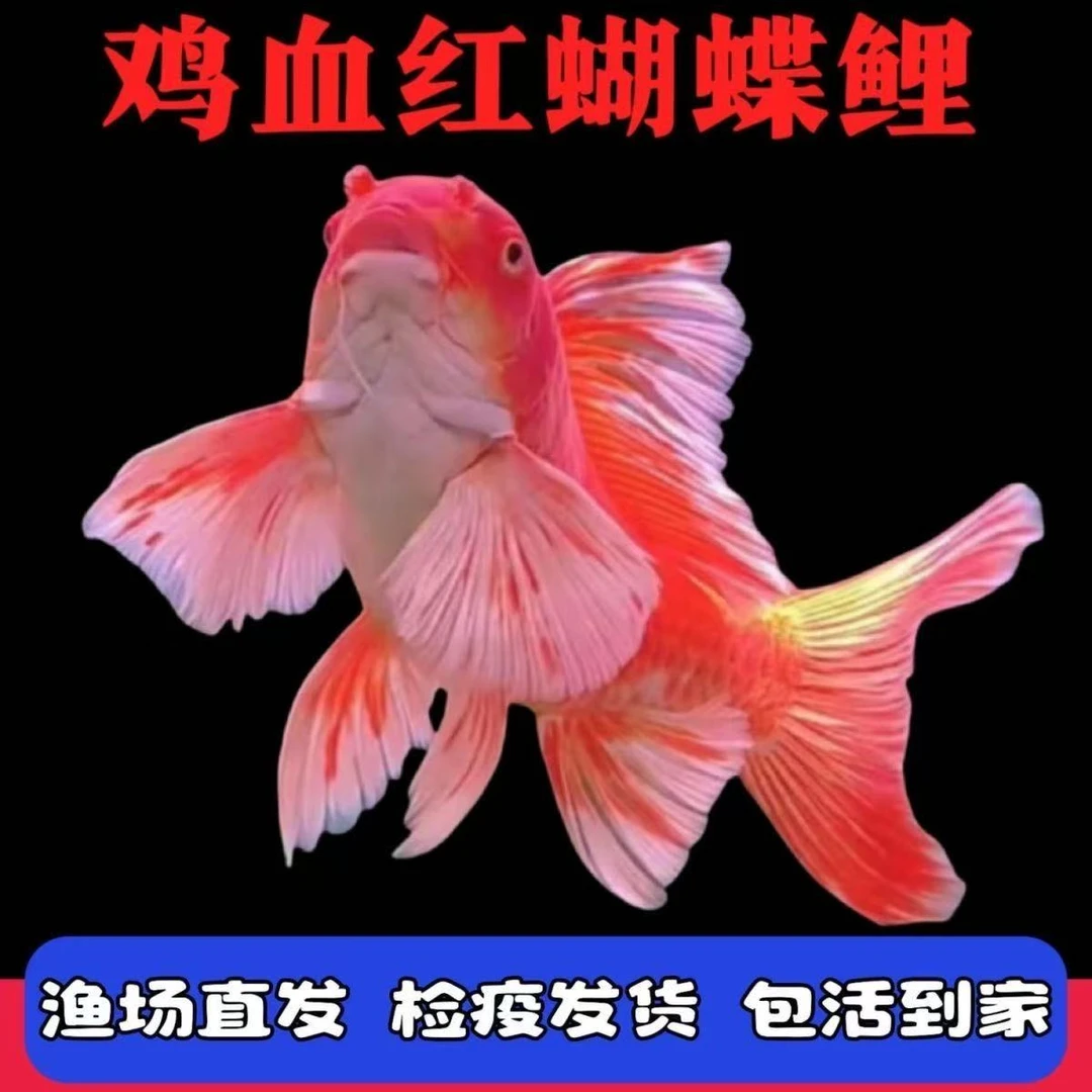 精品台湾普身纯种鸡血红蝴蝶锦鲤大尾巴招财鱼贵妃冷水观赏鱼火红