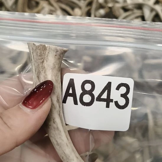 可***以鹿角鹿角鹿角鹿角鹿