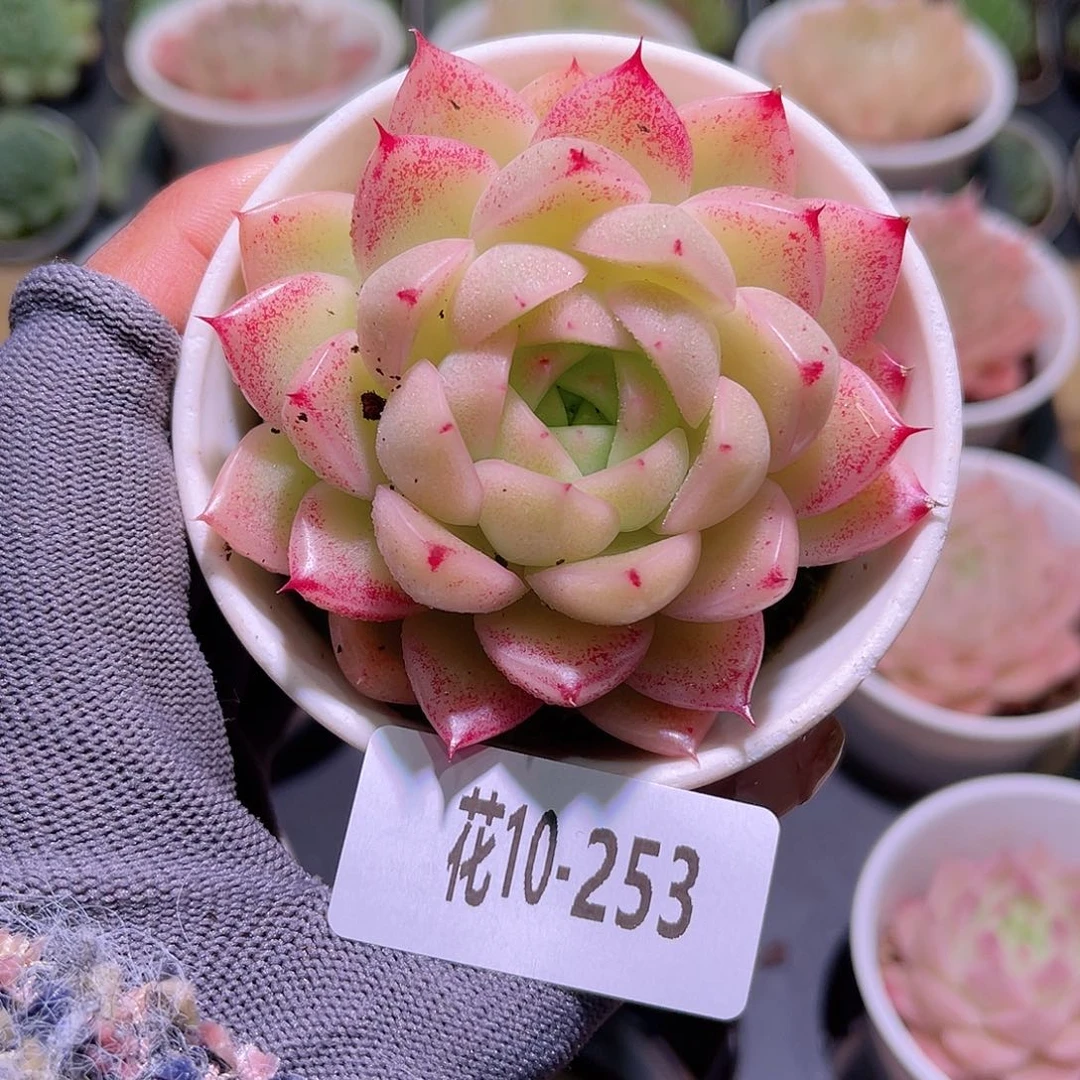 花10-253麦秆单头