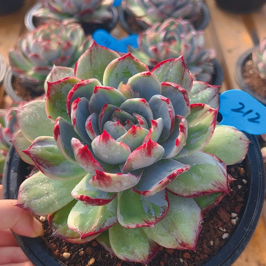 小****?惊鸿仙子一物一拍212号