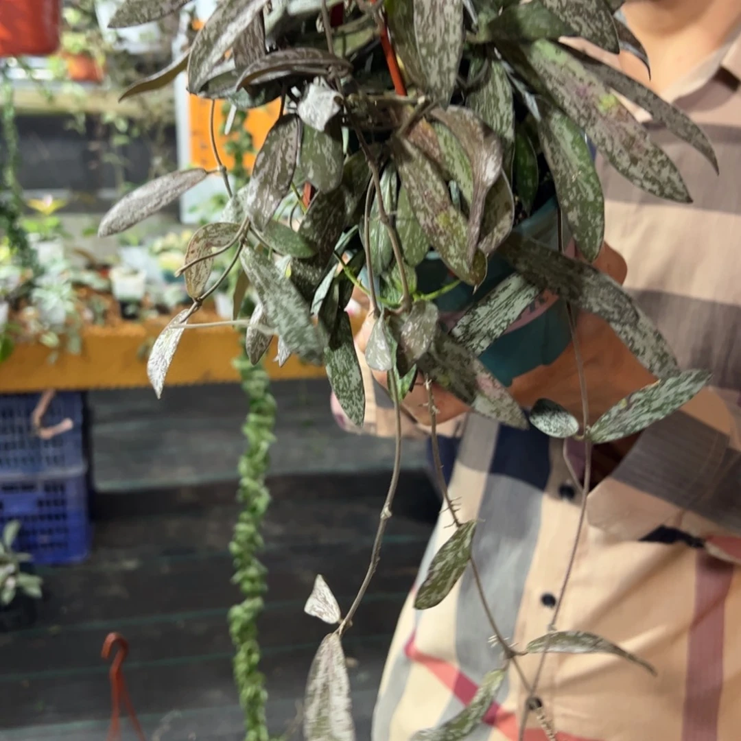 水***雪无花朵斑印球兰大苗