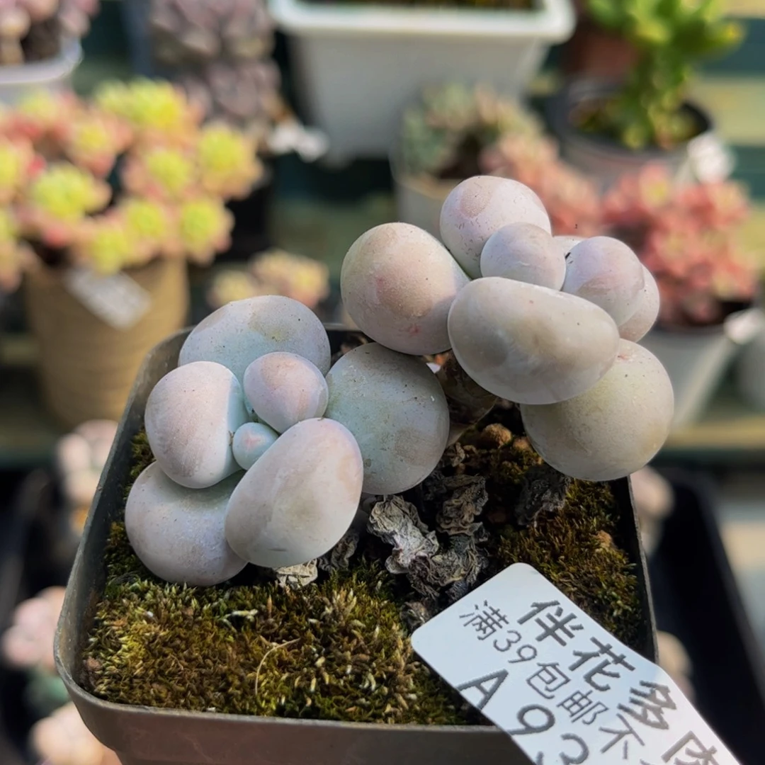 932芭比奶酪5cm多肉