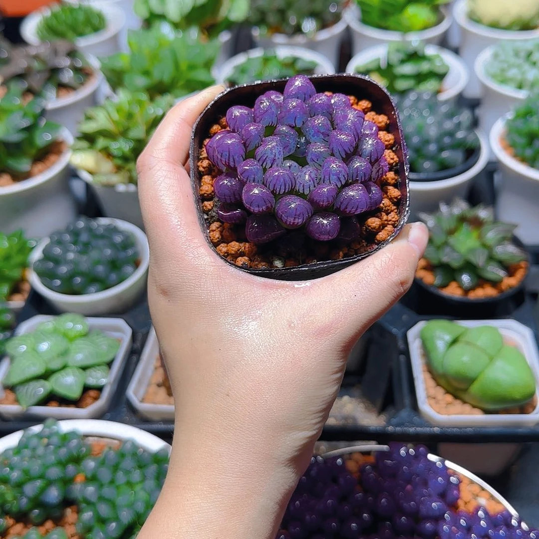 紫宝石冰灯玉露，原盆，人工上色