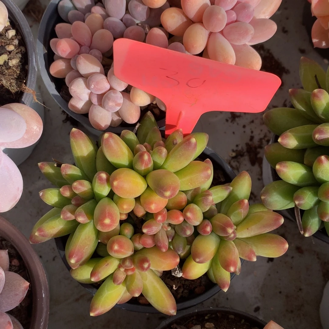 千代田7272727272772