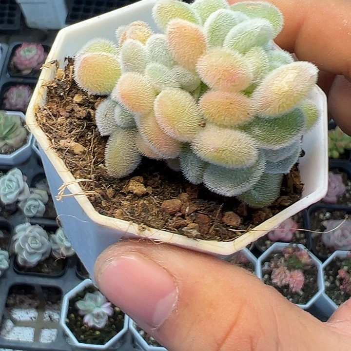 雪晃星 满10颗包邮