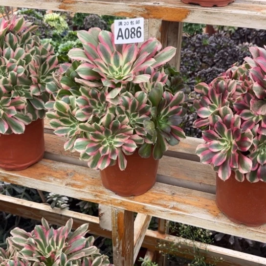 086夜罗刹不包断枝