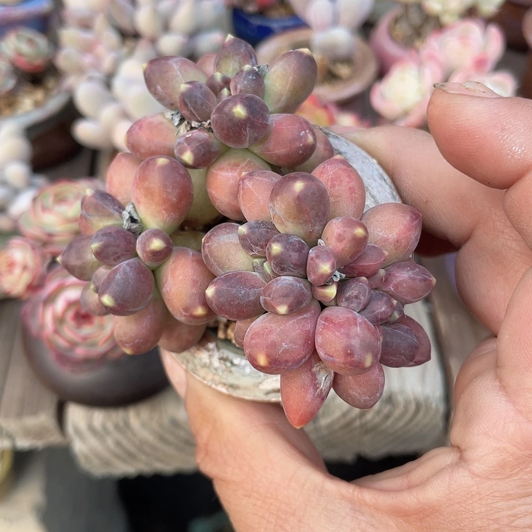 千代缀化 带盆发货 4口盆