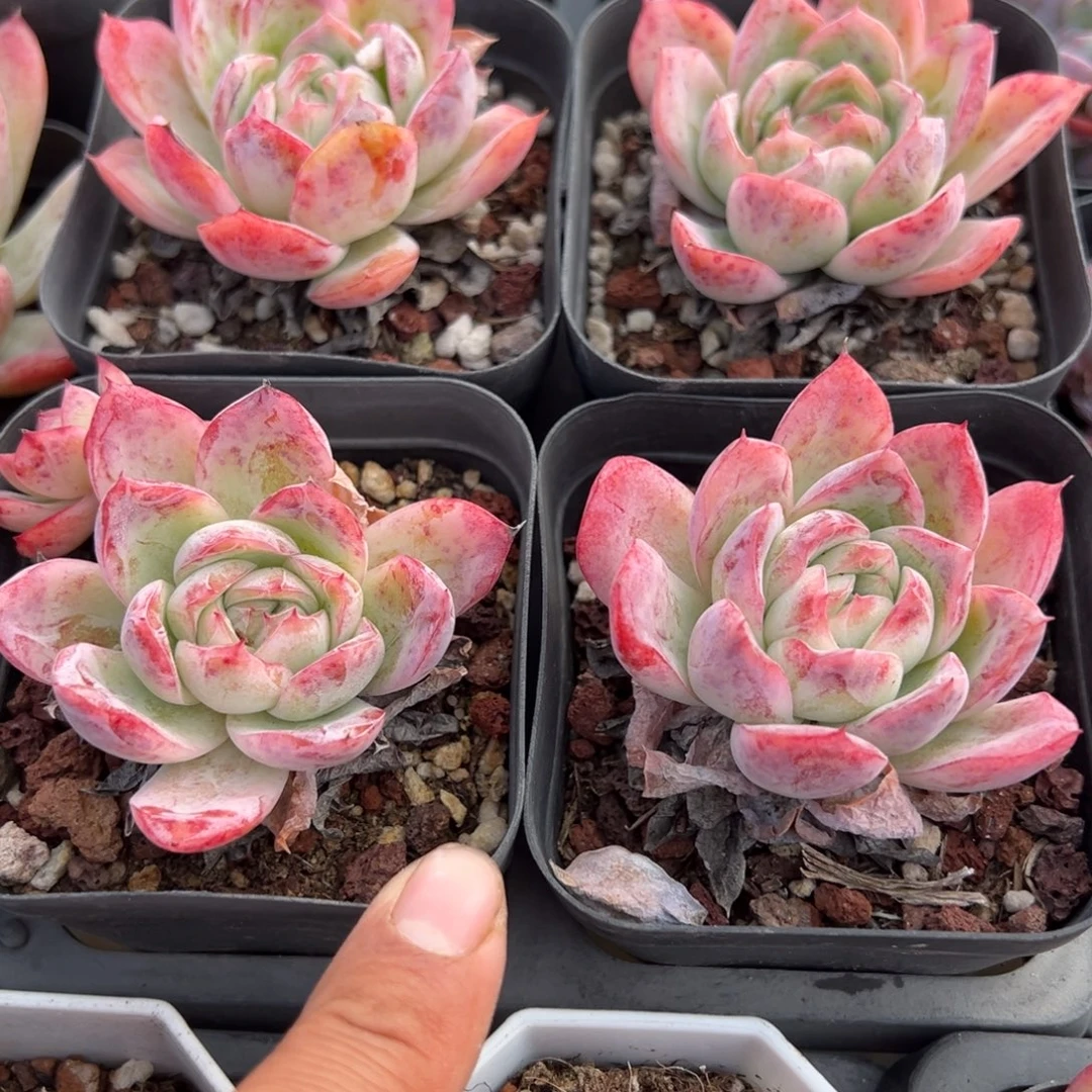 落樱单头到手2颗满18元包邮下午发货