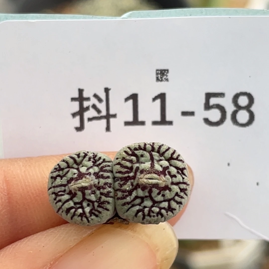 11-58墨多肉植物肉锥