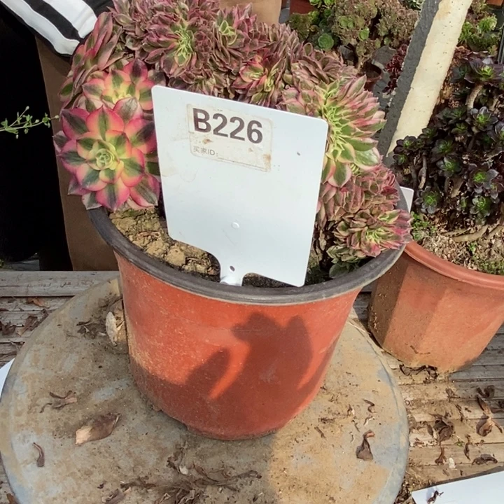 赵***赵B226倾城倾城请别你