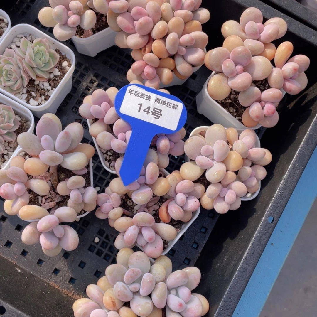 14号丸叶粉桃蛋群生一个