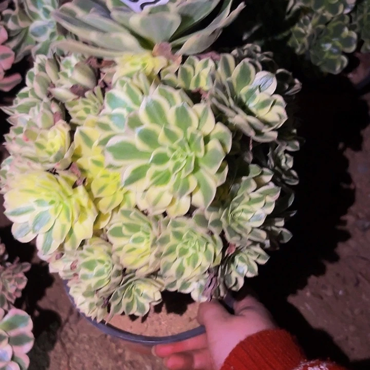 291夕颜多肉植物不售后