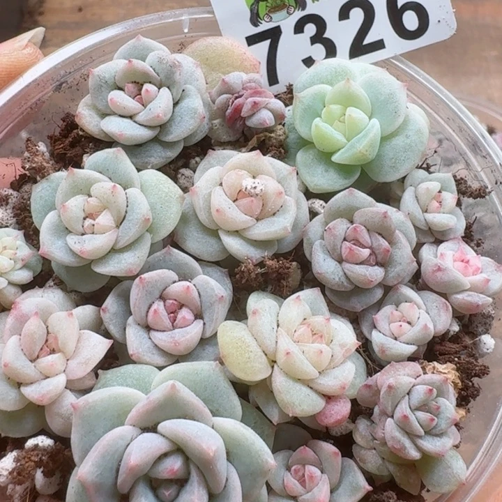 多肉植物多肉植物