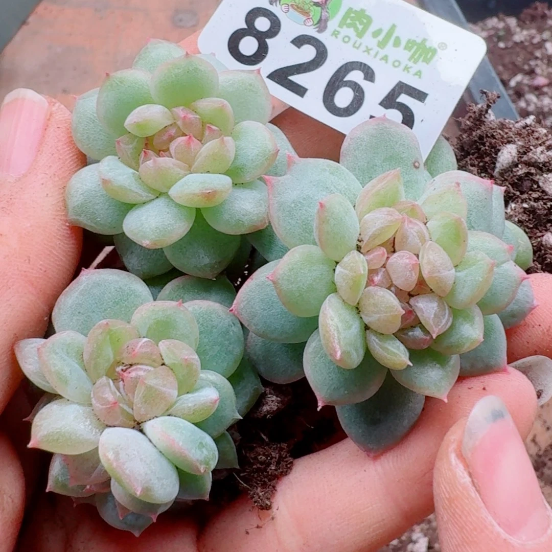 多肉植物多肉植物