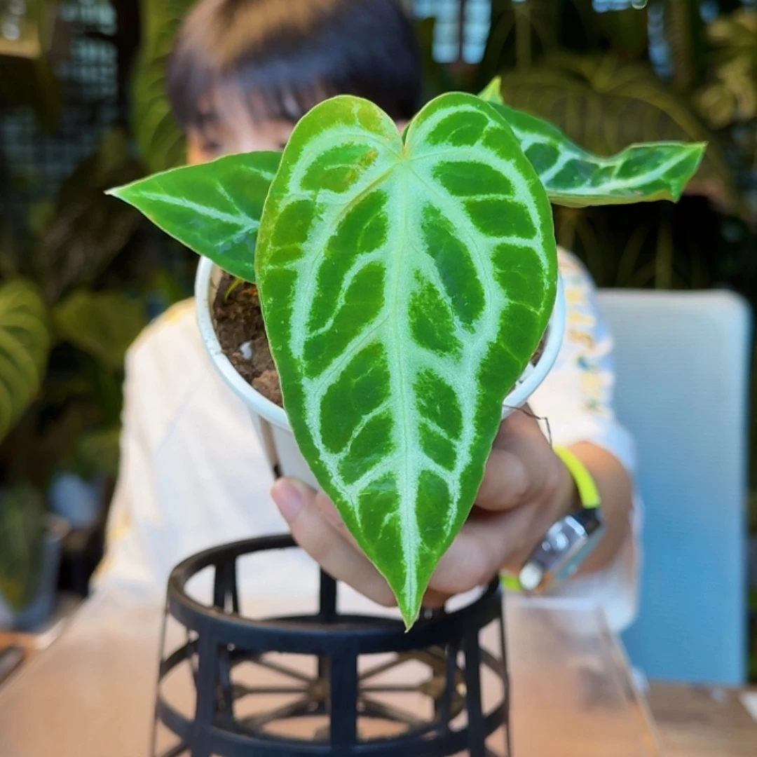 完全开放银骑士杂银色闪光Y173