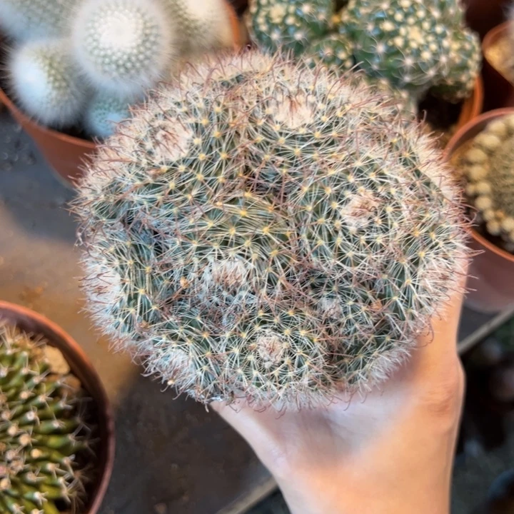 *****      恭喜发财。