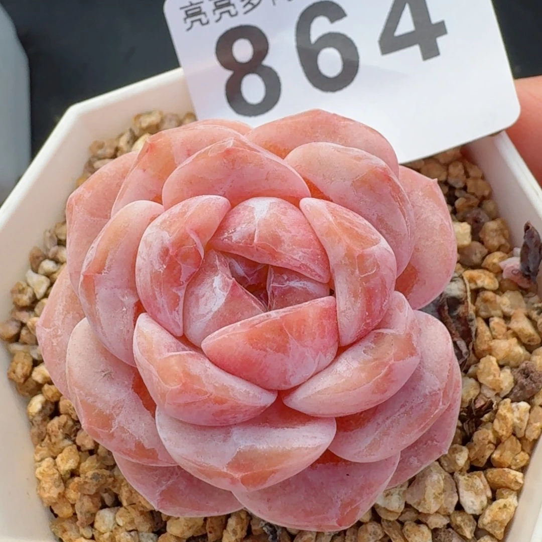 冰玉杂         精品多肉