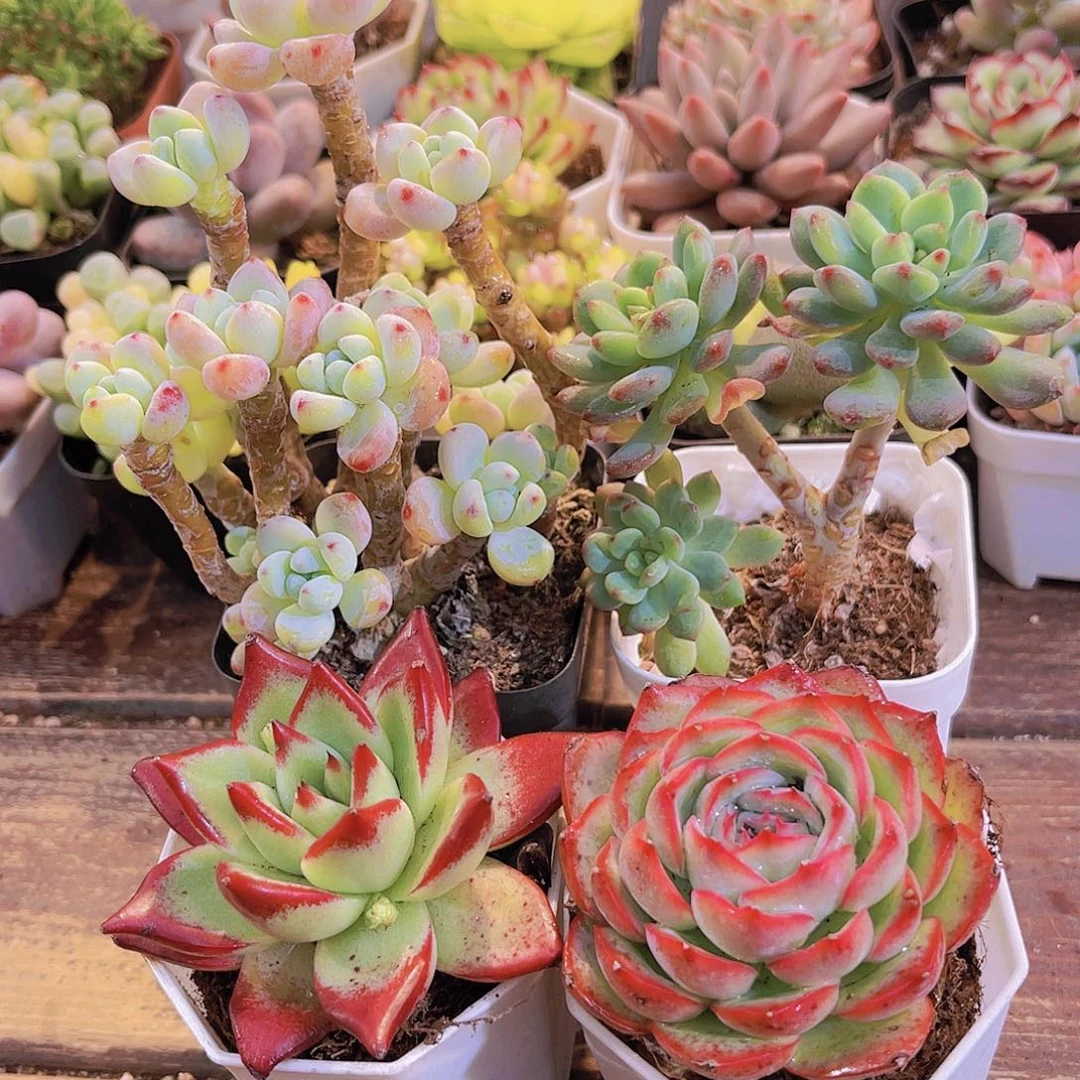 罗琦➕蓝苹果多➕红乌木➕侧影