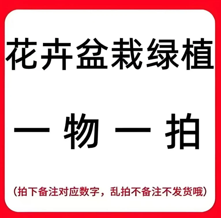 【一物一拍】一盆装，三角梅盆栽原盆原土勤花四季开花