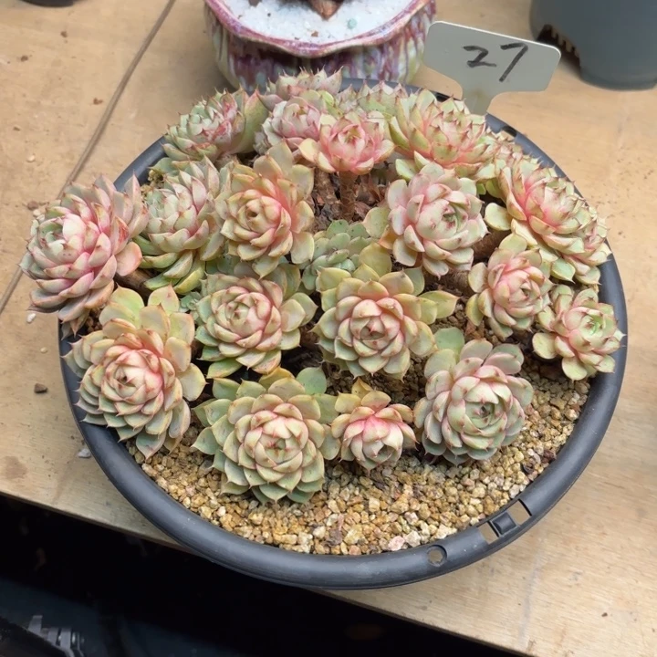 多肉植物，笨吧蒂斯27号