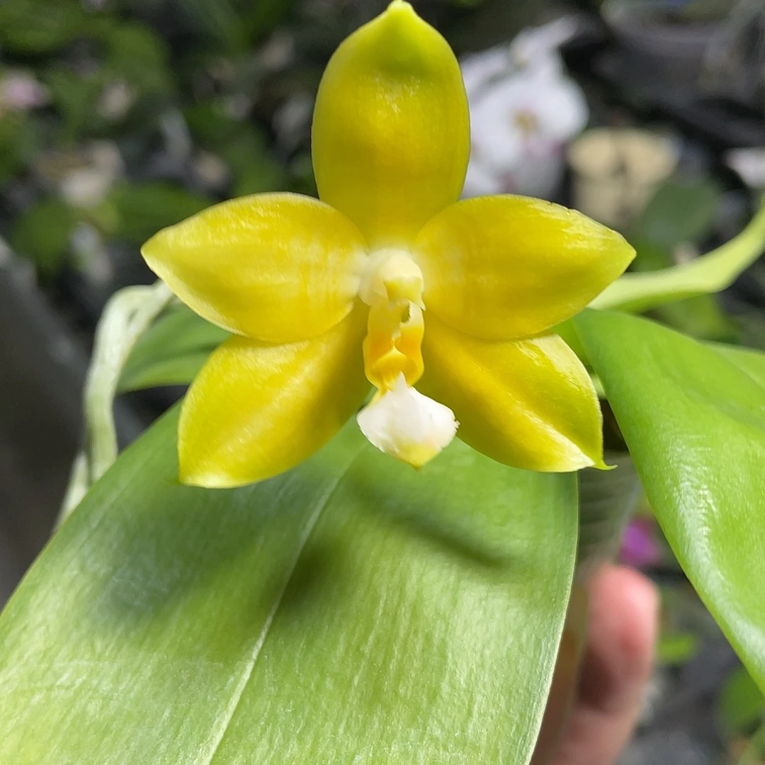 完全开放老化根不售后 104号