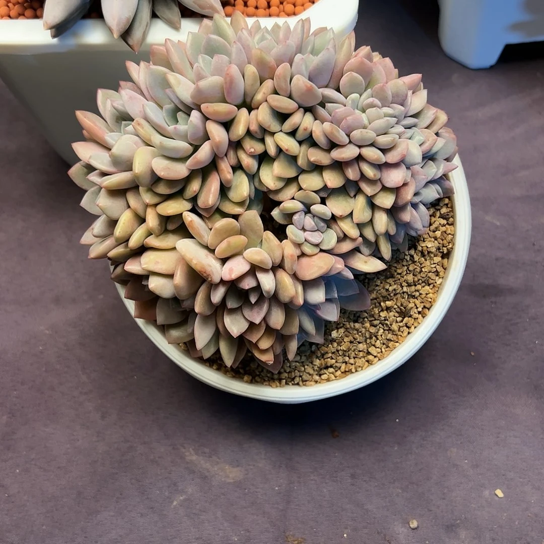 【闪购商品】花瓣路缀