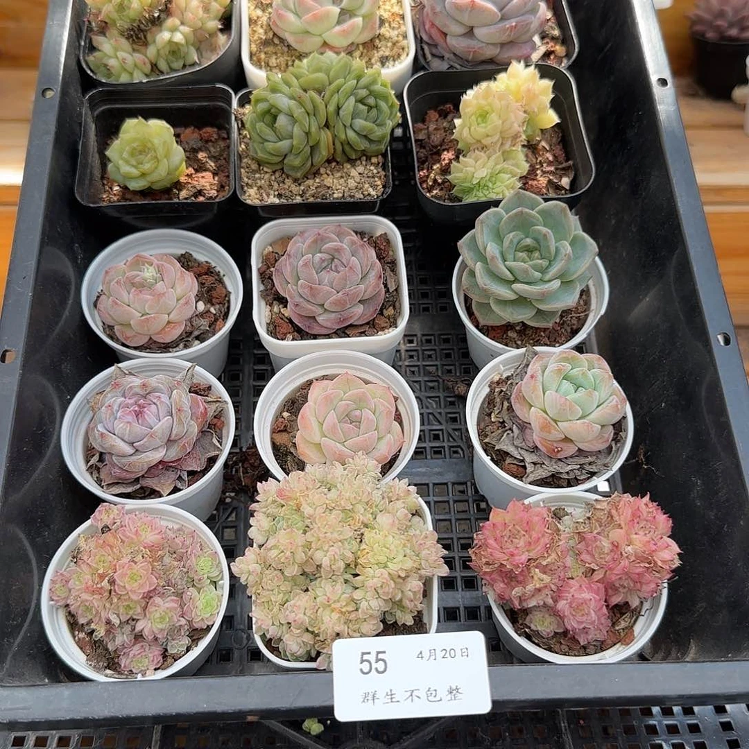 框拍框拍0420-55