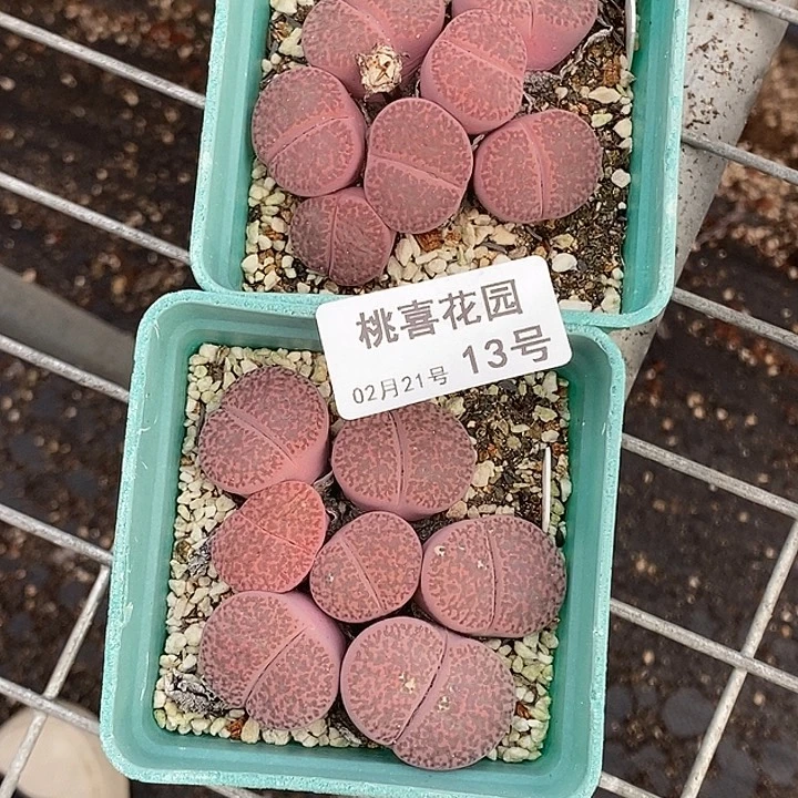 半****桃喜花园0221-13紫柘榴2盆