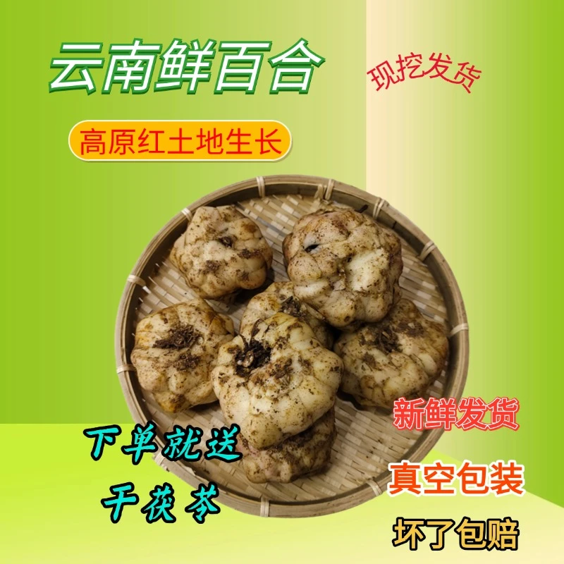 鲜百合云南高原红土百合仿野生百合滋补好物产地发货兰州百合