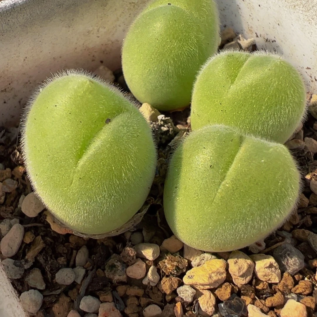 852多肉植物种类多样