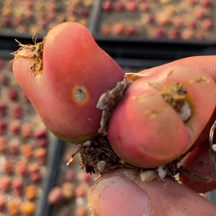 19118一颗一颗一颗