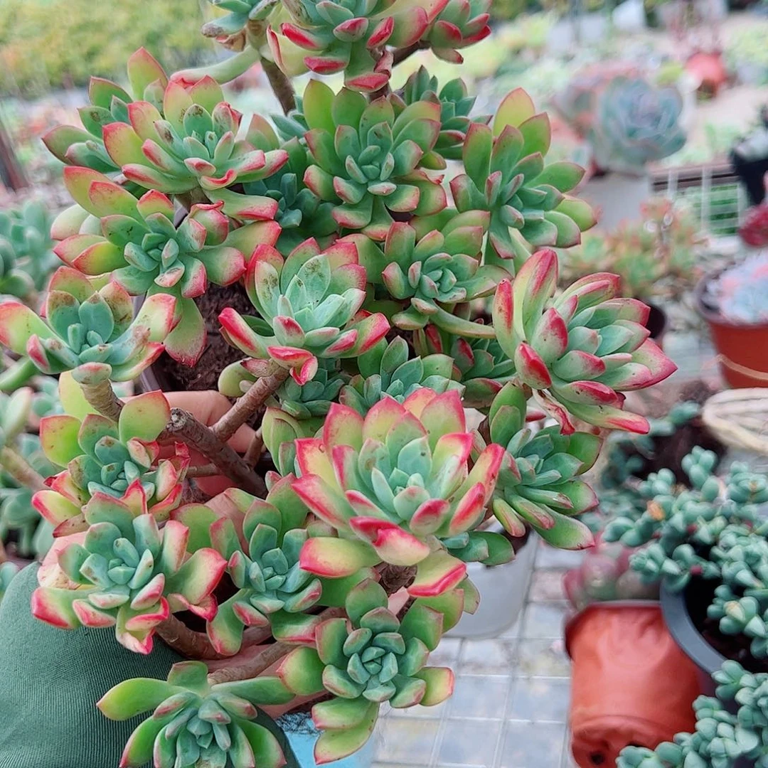 红稚莲整装精品特价二盆