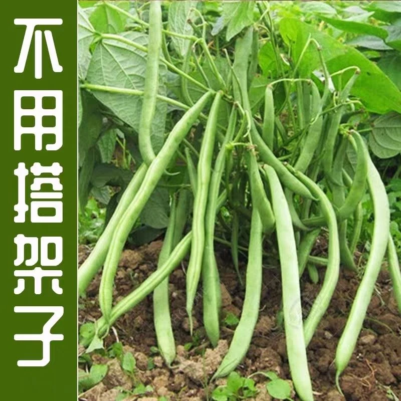 无架四季豆苗秧苗无筋四豆角苗盆栽露天蔬菜苗带土无架四季豆种子
