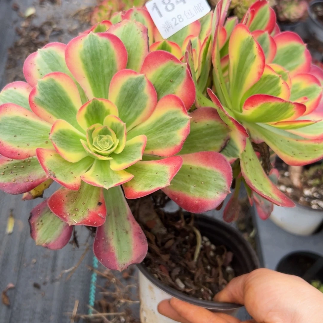 多肉植物1843脱土