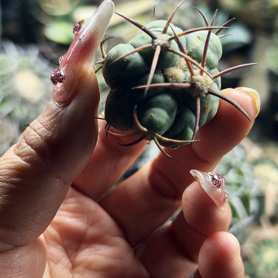 平丸仙人球666666666