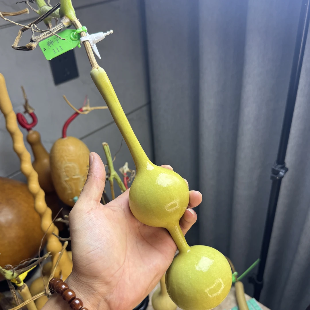 文玩界超稀有的，三庭葫芦种子来啦！提纯对花1粒，尺寸三庭小葫芦