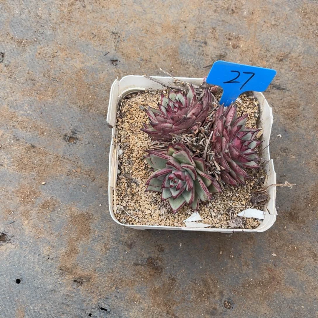 不*°0027东云多肉