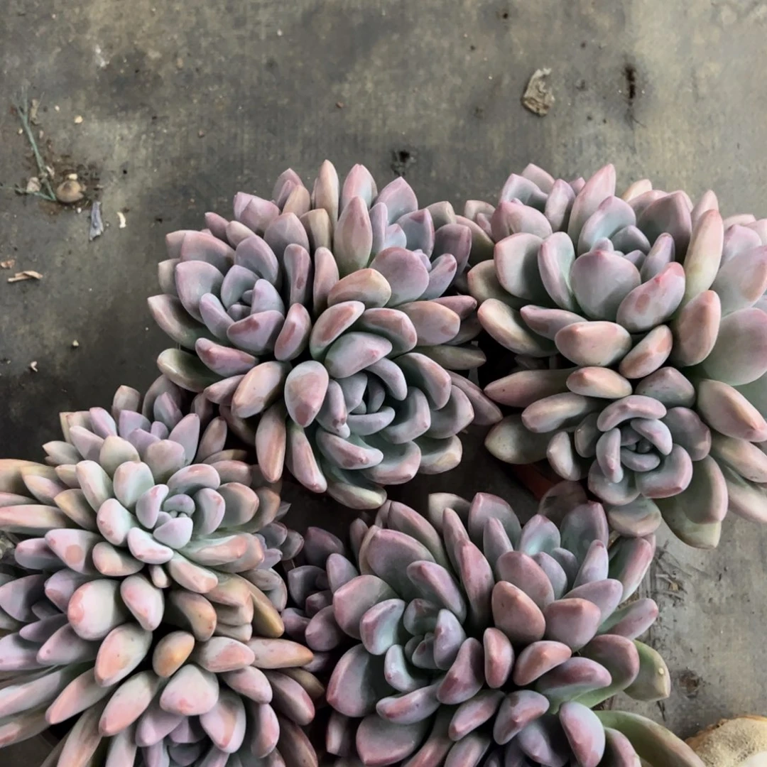 奥普琳娜四头起整桩