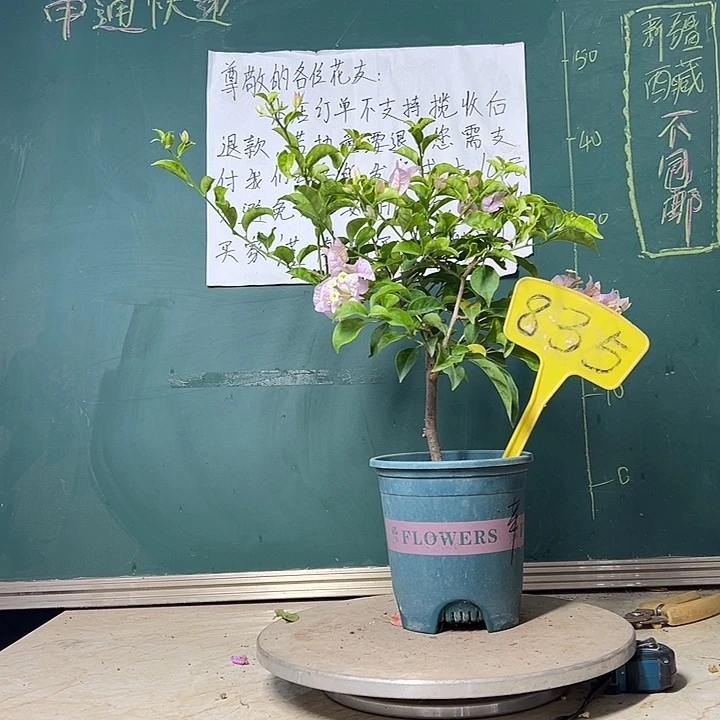 当前无花栽培后可以开花福利 苹果花 835