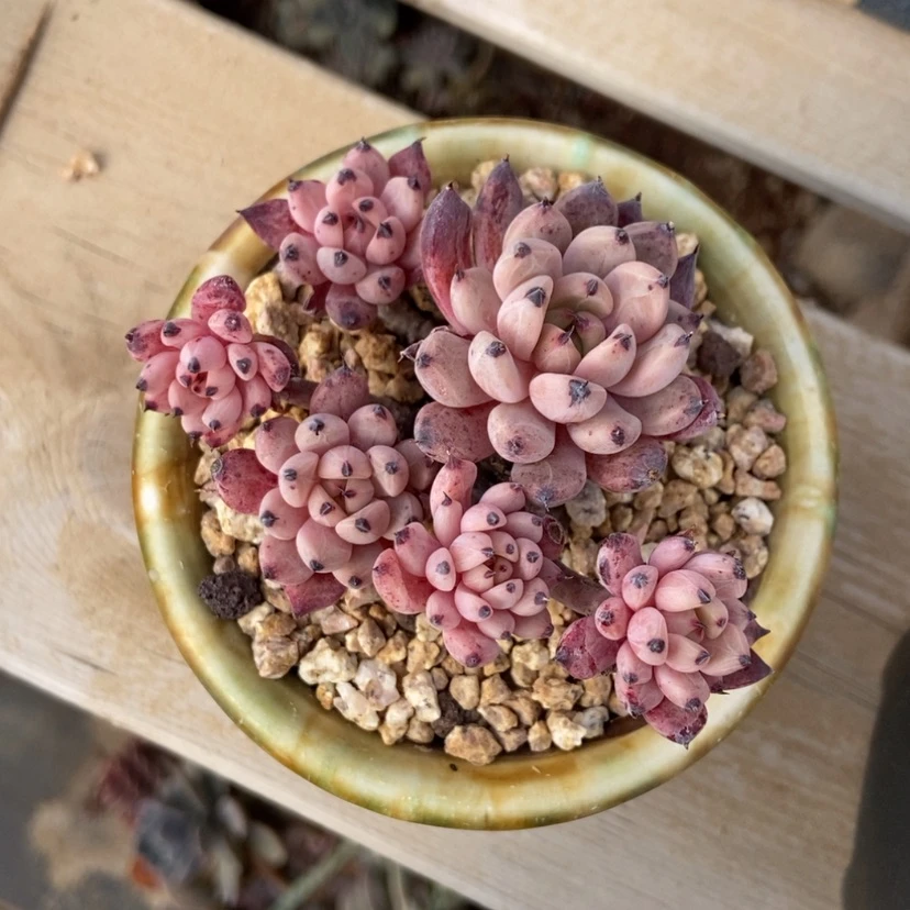 【闪购商品】爪杂群