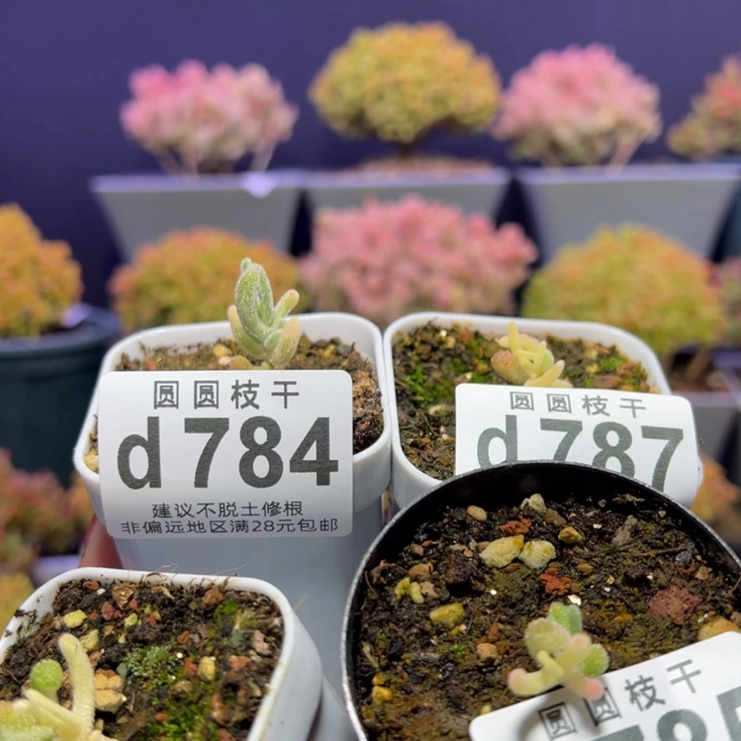 【闪购商品】咁****?d784785786787实生橙叶锦