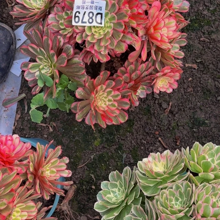 白月光花25-16包邮花花万紫千红一