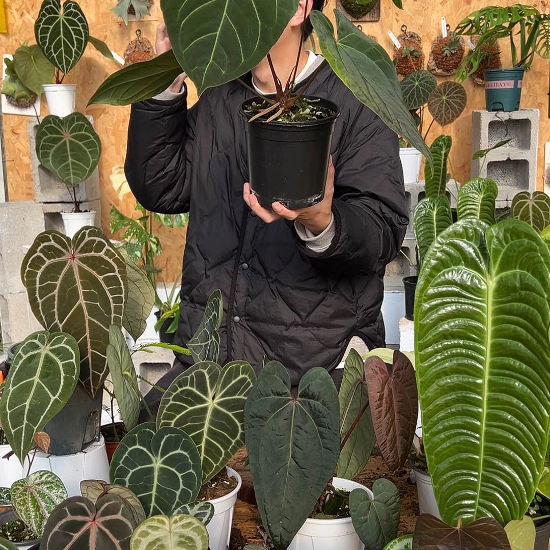 完全开放老桩花烛