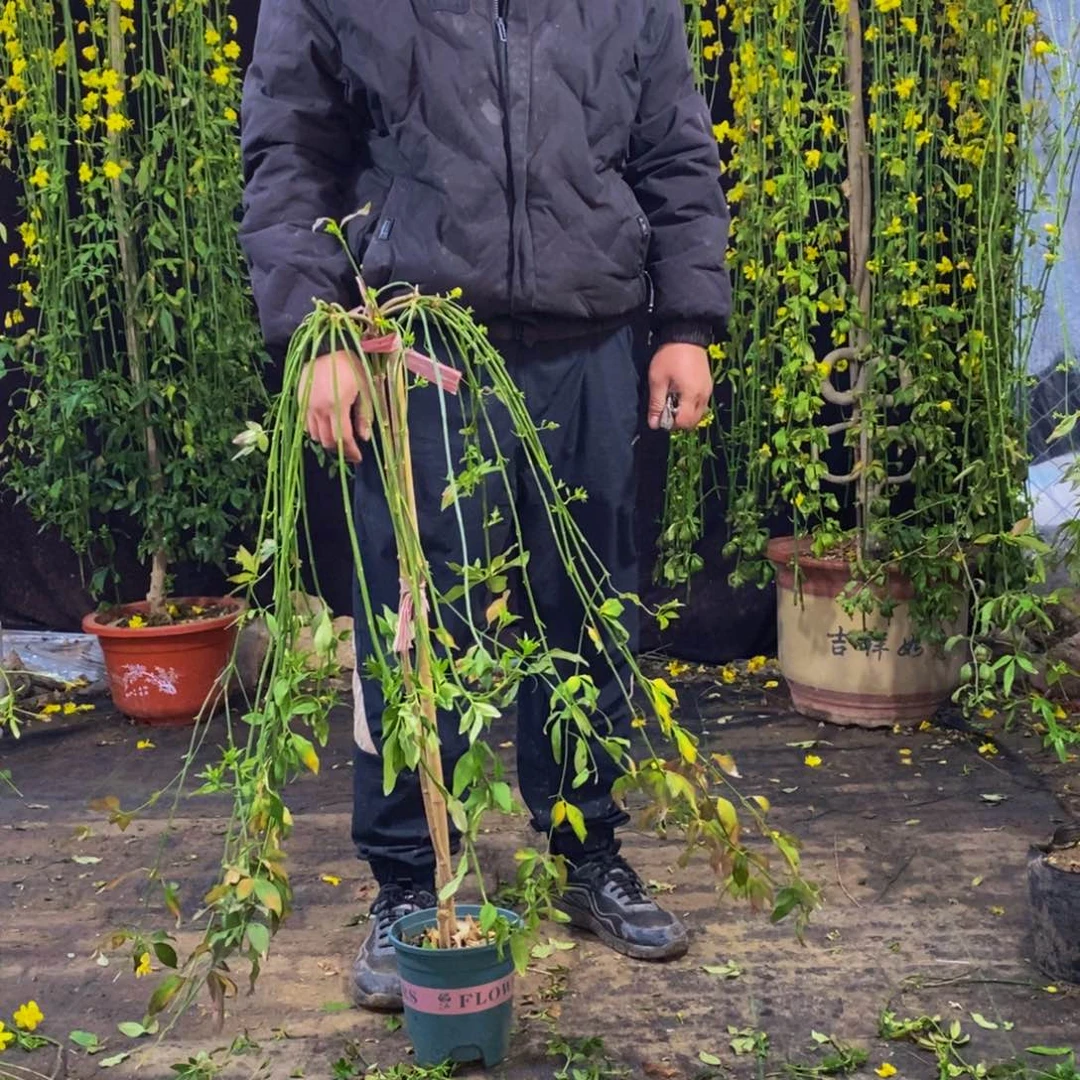 探春花，一物一拍