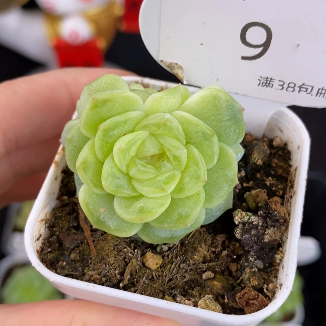 巫啦啦逍遥双头福利9号