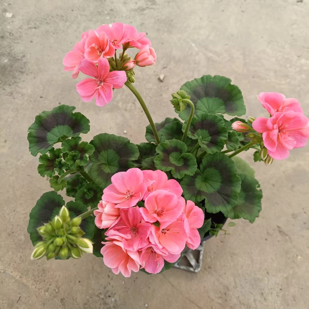 【大山宫】勤花、爆花机器