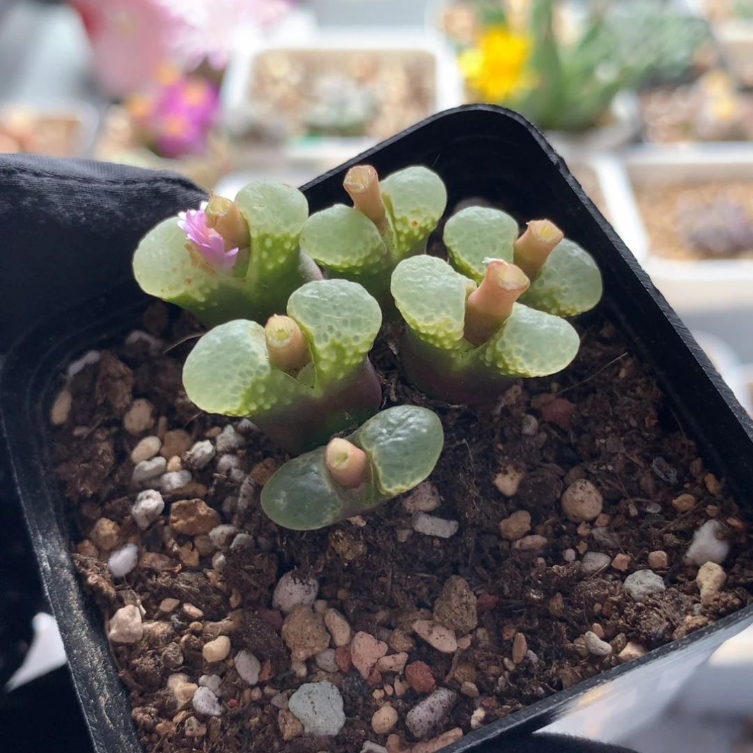913粉樱风铃母本 泡泡窗
